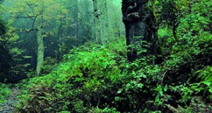 Bayerischer Wald