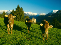 Ferien im Allgäu: Bad Hindelang - Kühe auf der Alpe