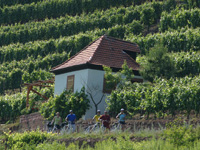 Reisen im Taubertal: zwischen Bronnbach und Reicholzheim