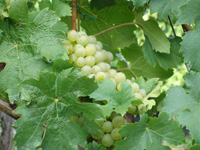 Urlaub im fränkischen Weinland: Weintrauben