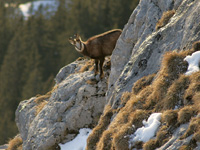 Urlaub am Wendelstein: eine neugierige Gämse