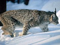 Luchs im Bayerischen Wald