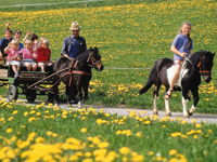 Bayern Bauernhofurlaub: Kutschfahrt im Allgäu