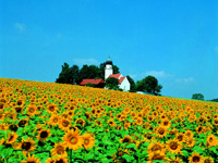 Sommerurlaub in Bayern: Sonnenblumen mit Kirche